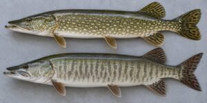 how to identify a northern pike vs muskie