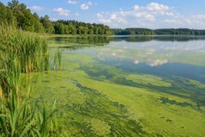 what causes algae blooms in lakes