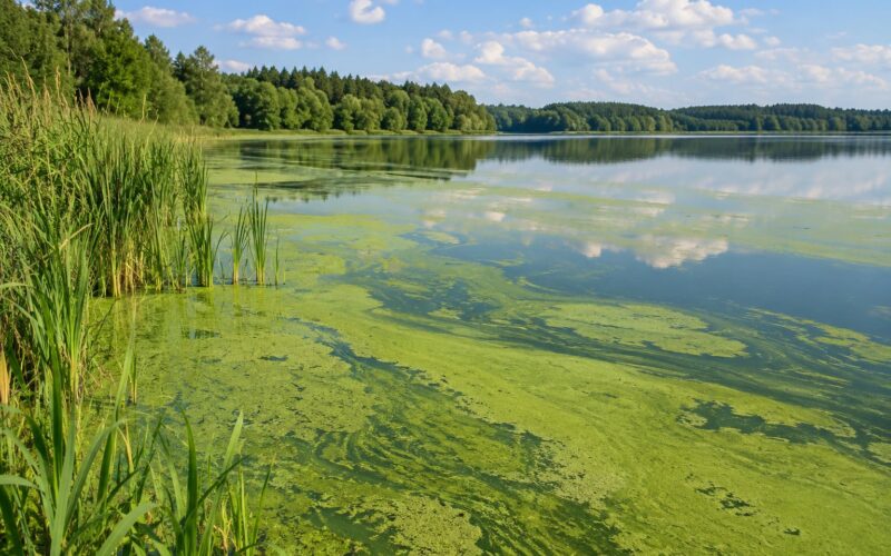 What Causes Algae Blooms in Lakes? 2026 Guide