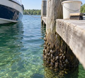 how zebra mussels affect lakes